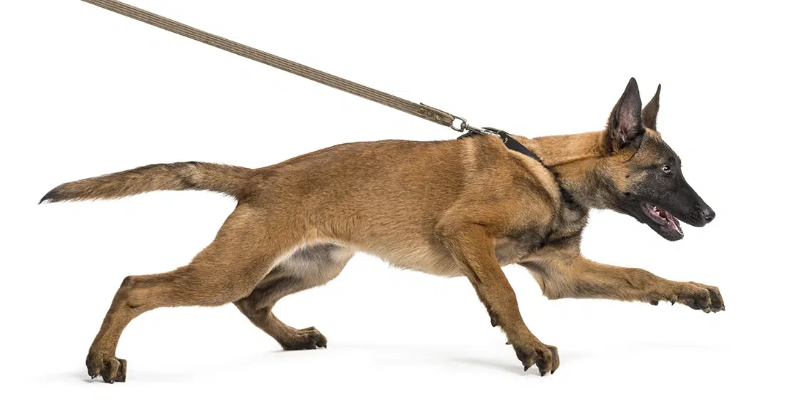Dog pulling on leash